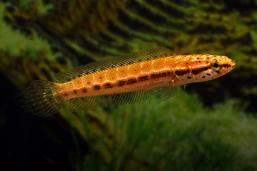 Channa bangkanensis (Bangka Snakehead)